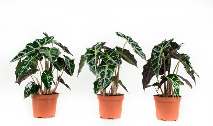 BOTANICLY Kamerplanten van – 3 × Olifantsoor – Hoogte: 30 cm – Alocasia Sanderiana Polly