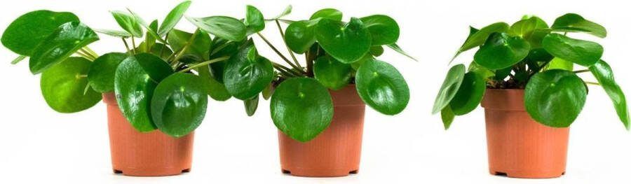 BOTANICLY Kamerplanten van – 3 × Pannenkoekenplant – Hoogte: 22 cm – Pilea peperomioides