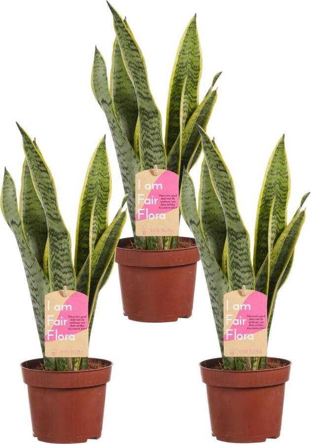 BOTANICLY Kamerplanten van – 3 × Vrouwentongen – Hoogte: 40 cm – Sansevieria trif. Laurentii