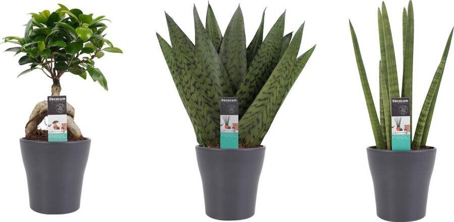 BOTANICLY Kamerplanten van – 3 × Vrouwentongen met grijze sierpot als set – Hoogte: 30 cm – Sansevieria Zeylanica Sansevieria Cylindrica Ficus Ginseng