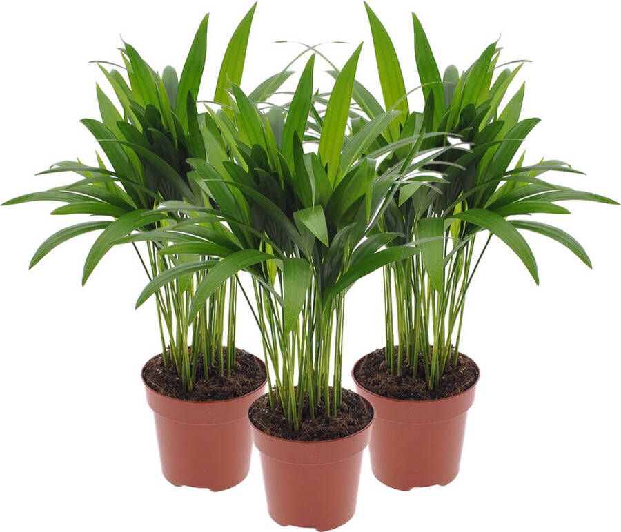 BOTANICLY Kamerplanten van – 3 × Goudspalm – Hoogte: 45 cm – Dypsis lutescens