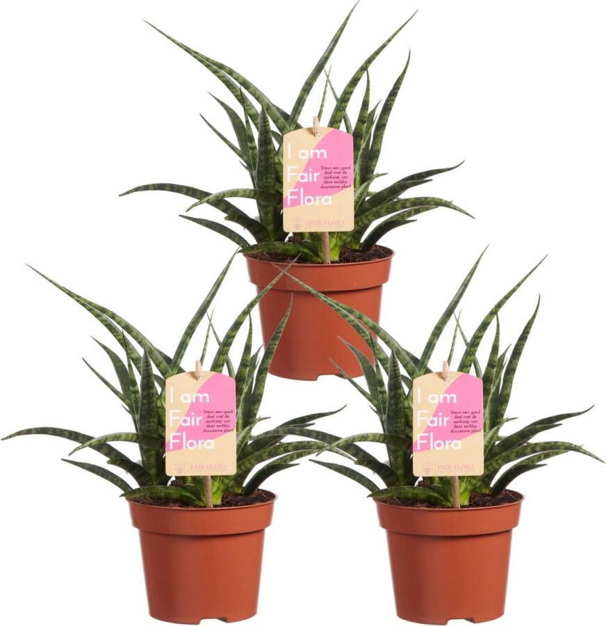 BOTANICLY Kamerplanten van – 3 × Vrouwentongen – Hoogte: 30 cm – Sansevieria Fernwood Punk