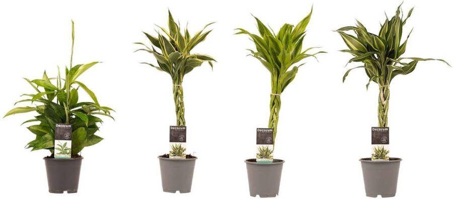 BOTANICLY Kamerplanten van – 4 × Drakenboom – Hoogte: 45 cm – Dracaena Sandriana Victory Dracaena Surculosa Dracaena Sandriana White Dracaena Sandriana Gold