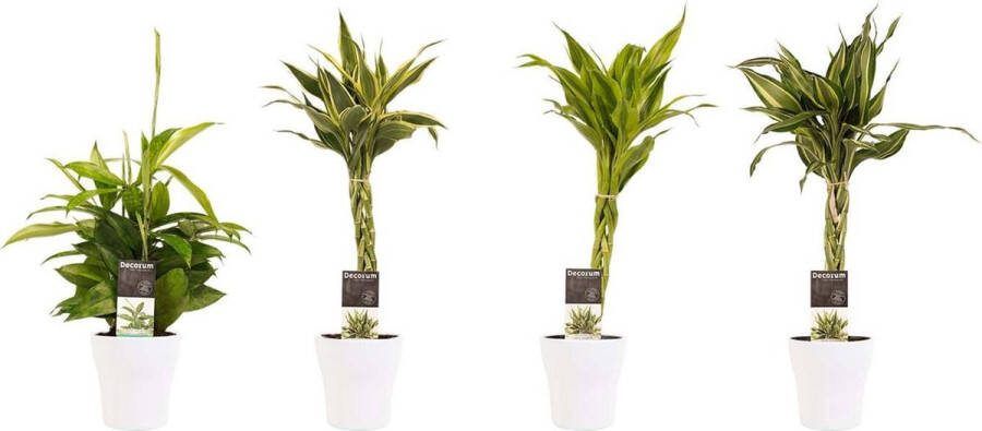 BOTANICLY Kamerplanten van – 4 × Drakenboom incl. sierpot wit als set – Hoogte: 45 cm – Dracaena Sandriana Victory Dracaena Surculosa Dracaena Sandriana White Dracaena Sandriana Gold