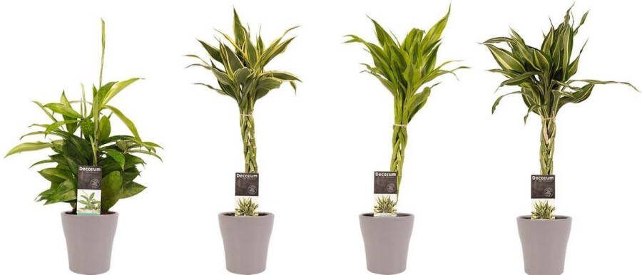 BOTANICLY Kamerplanten van – 4 × Drakenboom incl. taupe sierpot als set – Hoogte: 45 cm – Dracaena Sandriana Victory Dracaena Surculosa Dracaena Sandriana White Dracaena Sandriana Gold