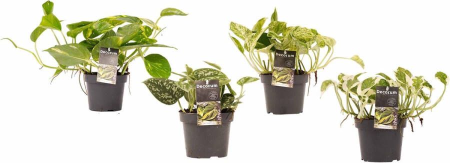 BOTANICLY Kamerplanten van – 4 × Drakenklimop – Hoogte: 15 cm – Scindapsus pictus