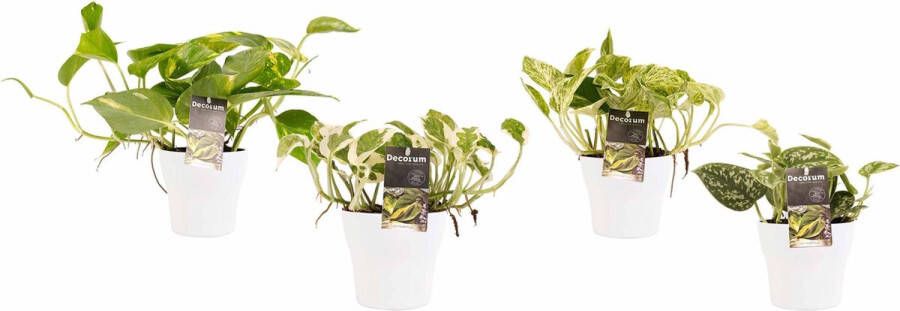 BOTANICLY Kamerplanten van – 4 × Drakenklimop incl. sierpot wit als set – Hoogte: 15 cm – Scindapsus pictus