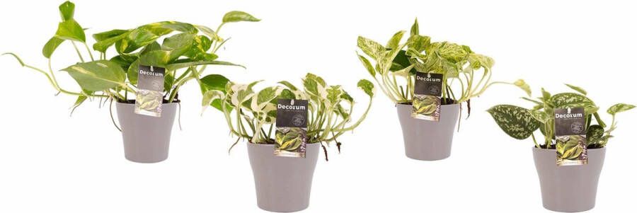 BOTANICLY Kamerplanten van – 4 × Drakenklimop incl. taupe sierpot als set – Hoogte: 15 cm – Scindapsus pictus