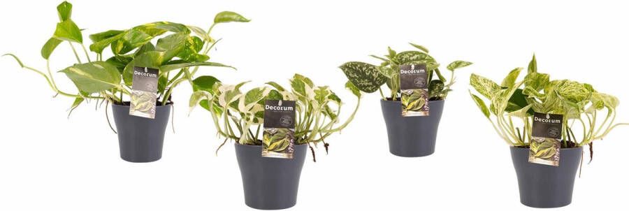 BOTANICLY Kamerplanten van – 4 × Drakenklimop met grijze sierpot als set – Hoogte: 15 cm – Scindapsus pictus