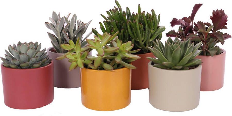 BOTANICLY Kamerplanten van – 6 × Vetplanten mix – Hoogte: 18 cm – Succulentus