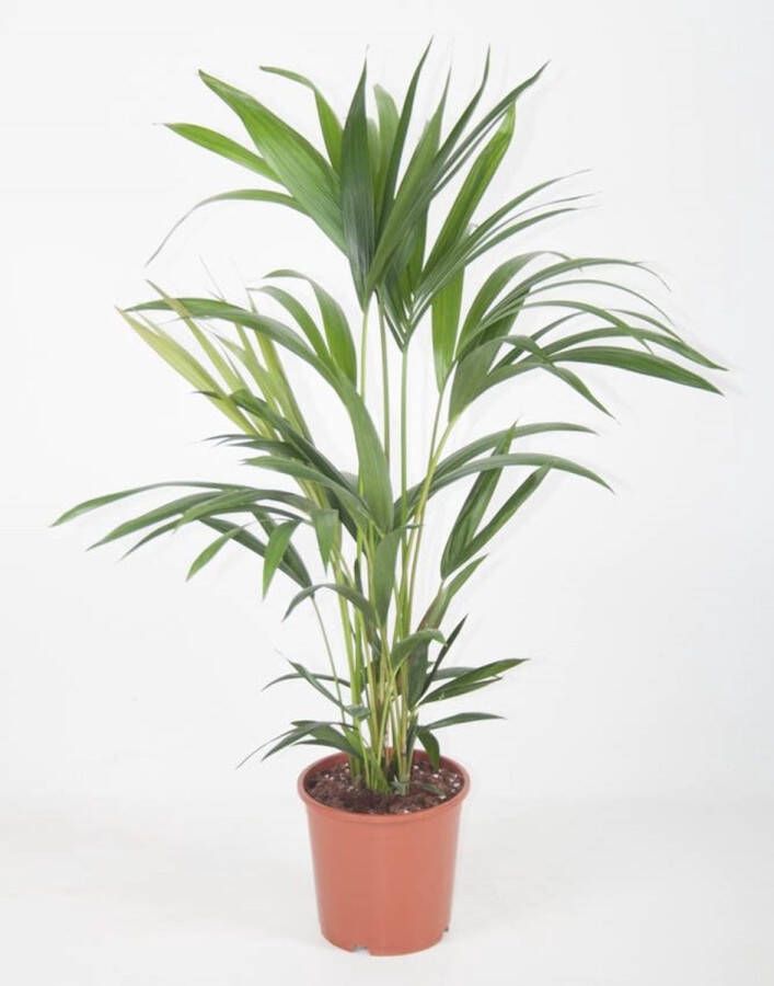 BOTANICLY Kentiapalm (Howea forsteriana Kentia) – Hoogte: 80 cm – Kamerplant van