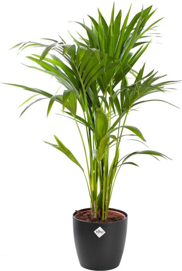 BOTANICLY Kentiapalm (Howea forsteriana Kentia) met bloempot – Hoogte: 80 cm – Kamerplant van