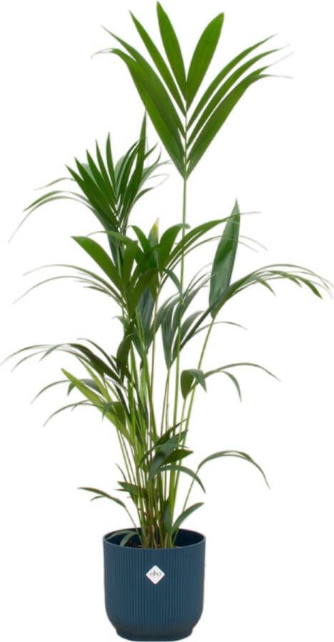 BOTANICLY Kentiapalm – Kentia Palm (Kentia Palm) met bloempot – Hoogte: 160 cm – van