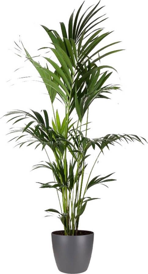 BOTANICLY Kentiapalm – Kentia Palm (Kentia Palm) met bloempot – Hoogte: 165 cm – van