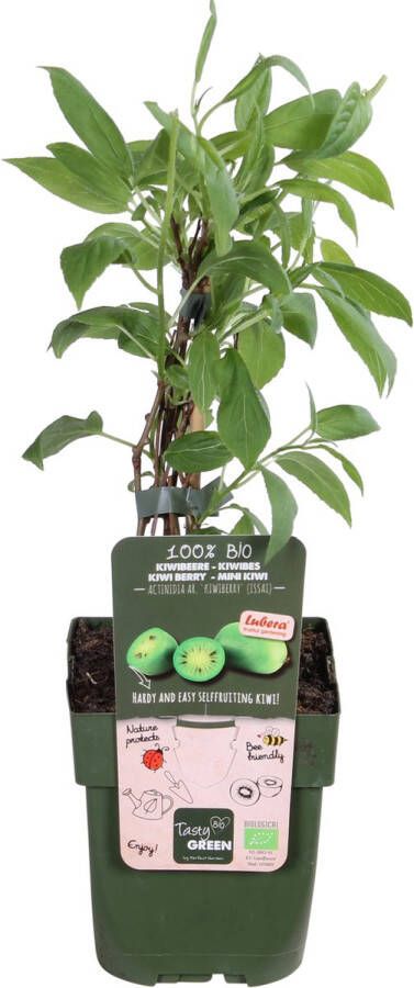 BOTANICLY Fruitboom – Kiwi (Actinidia Arguta Issai) – Hoogte: 45 cm – van