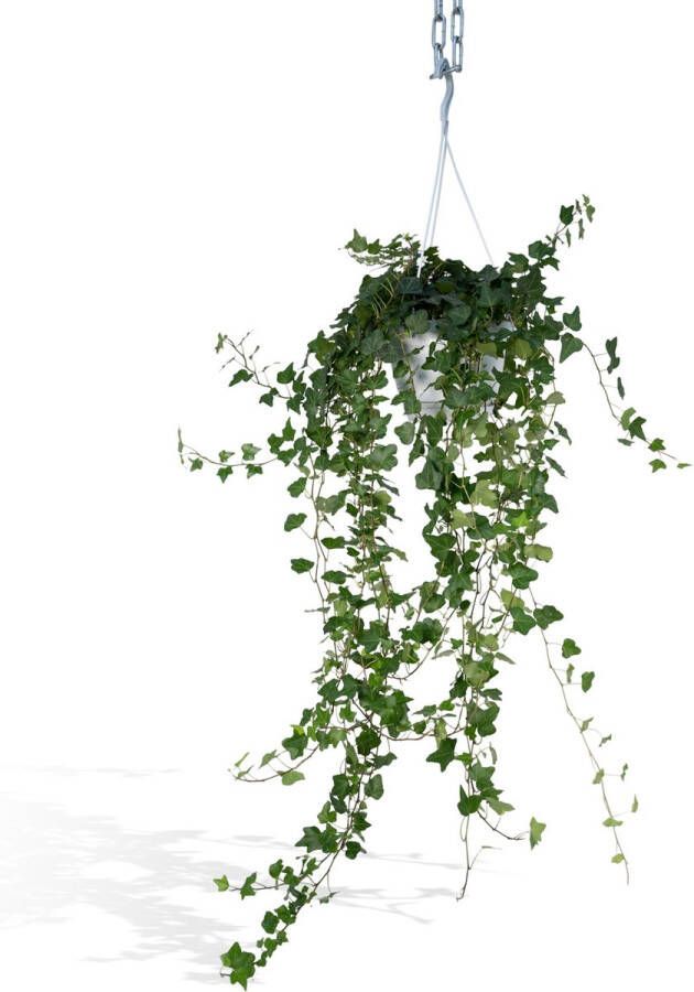 BOTANICLY Klimplant – Klimop (Hedera helix Wonder Green) met bloempot – Hoogte: 70 cm – van