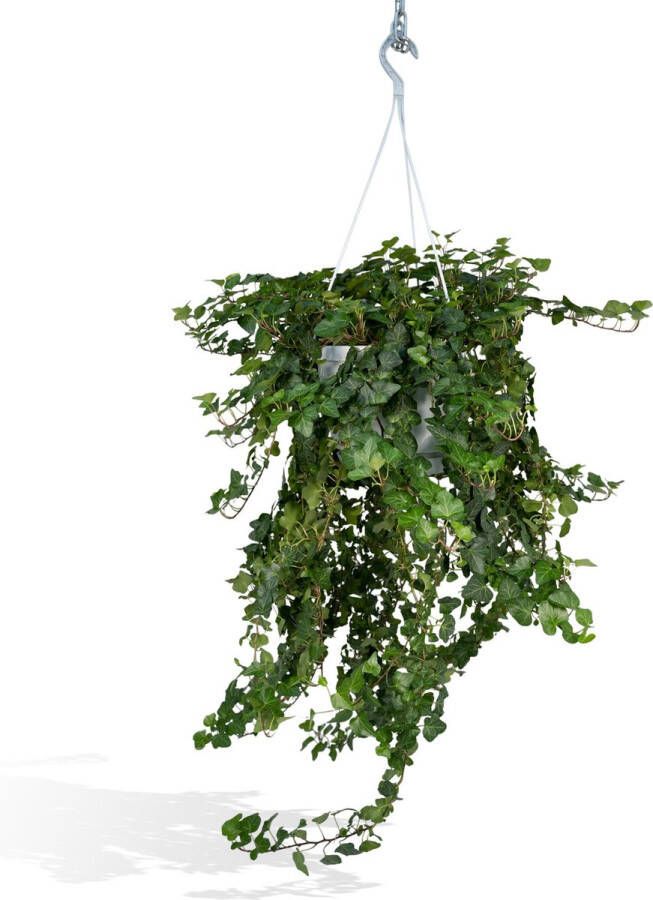 BOTANICLY Klimplant – Klimop (Hedera helix Wonder Green) met bloempot – Hoogte: 70 cm – van