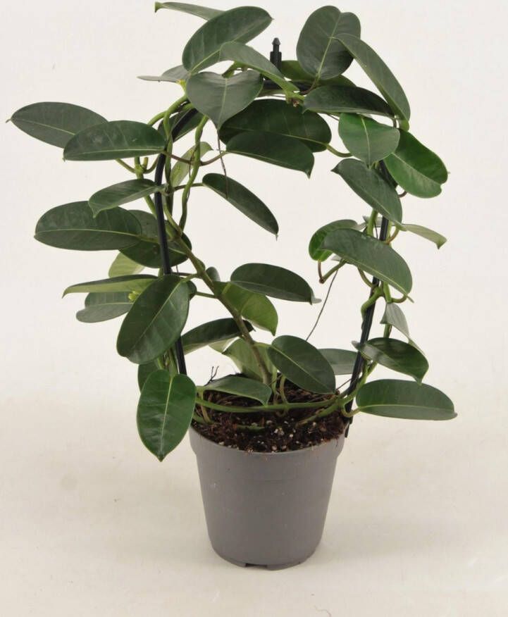 BOTANICLY Klimplant – Bloem van het Geluk (Stephanotis Evergreen) met bloempot – Hoogte: 40 cm – van