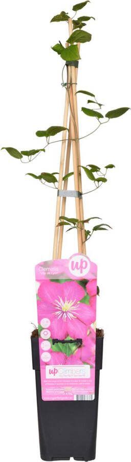 BOTANICLY Klimplant – Bosrank (Clematis) – Hoogte: 65 cm – van