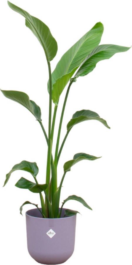 BOTANICLY Klimplant – Bosrank (Clematis) met bloempot – Hoogte: 130 cm – van