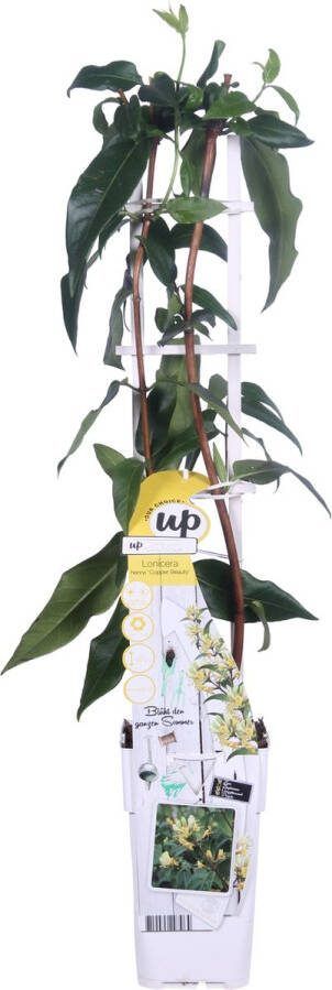 BOTANICLY Klimplant – Kamperfoelie (Lonicera henryi Copper Beauty) – Hoogte: 65 cm – van