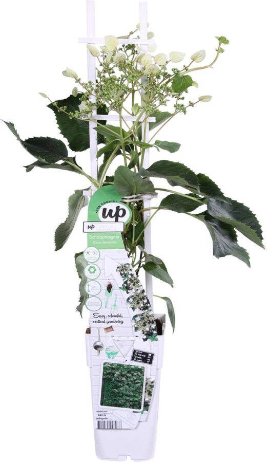 BOTANICLY Klimplant – Klimhortensia (Schizophragma hydrangeoides Snow Sensation) – Hoogte: 65 cm – van