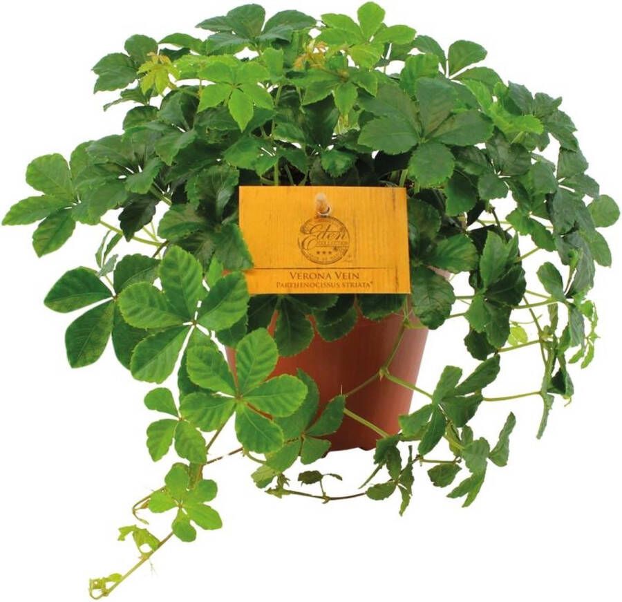 BOTANICLY Klimplant – Klimop (Parthenocissus Striata) – Hoogte: 20 cm – van