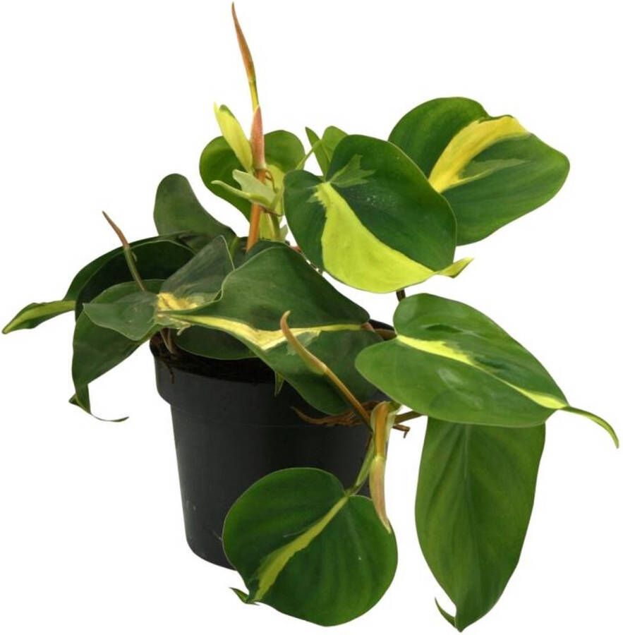 BOTANICLY Klimplant – Lophospermum Brasil Scandens (Lophospermum Brasil Scandens) – Hoogte: 20 cm – van