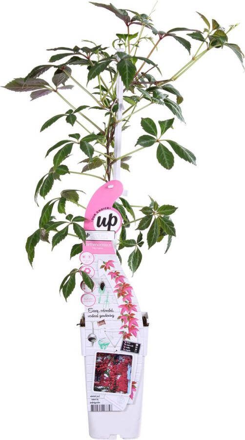 BOTANICLY Klimplant – Oosterse wingerd (Parthenocissus henryana) – Hoogte: 65 cm – van