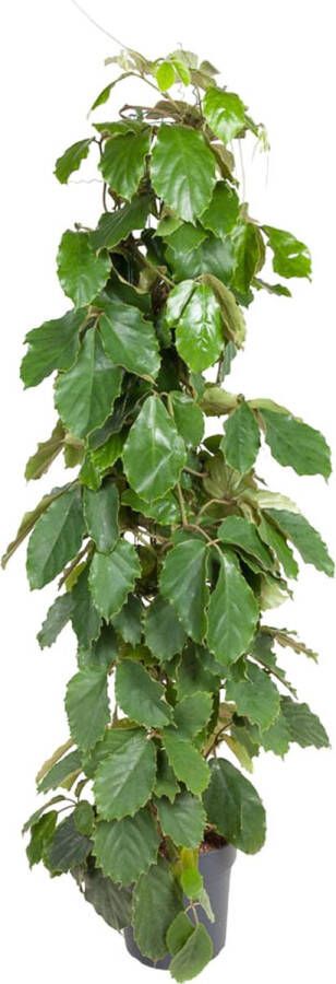 BOTANICLY Klimplant – Tetrastigma voinierianum (Tetrastigma voinierianum) – Hoogte: 150 cm – van