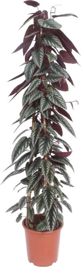 BOTANICLY Klimplant – Wingerd (Cissus discolor) – Hoogte: 150 cm – van
