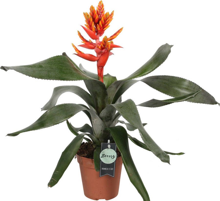 BOTANICLY Kokerbromelia (Aechmea Elegant Flames) – Hoogte: 45 cm – Kamerplant van