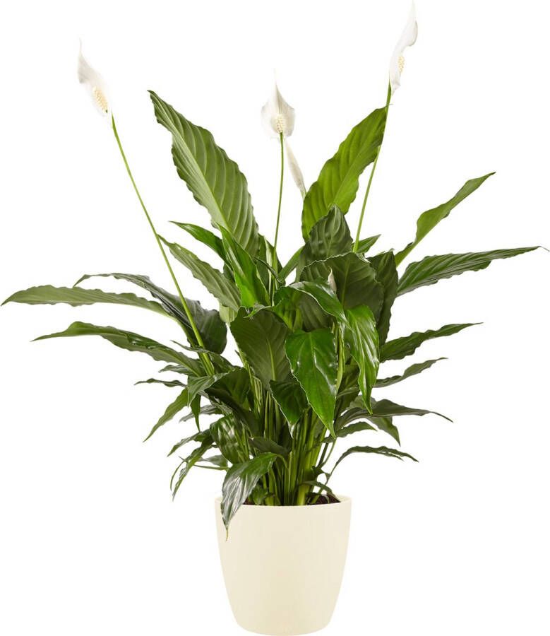 BOTANICLY Lepelplant (Spathiphyllum Vivaldi) met bloempot – Hoogte: 70 cm – Kamerplant van