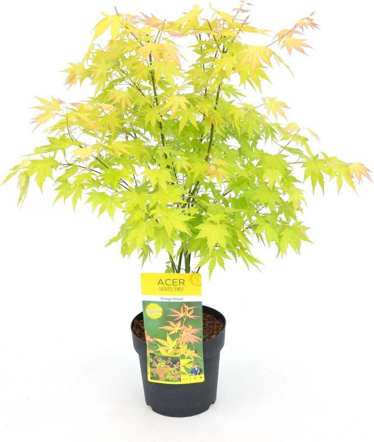 BOTANICLY Loofboom – Esdoorn (Acer palm Orange Dream) – Hoogte: 40 cm – van