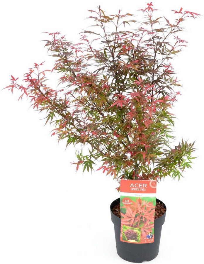 BOTANICLY Loofboom – Esdoorn (Acer palmatum Shaina) – Hoogte: 70 cm – van