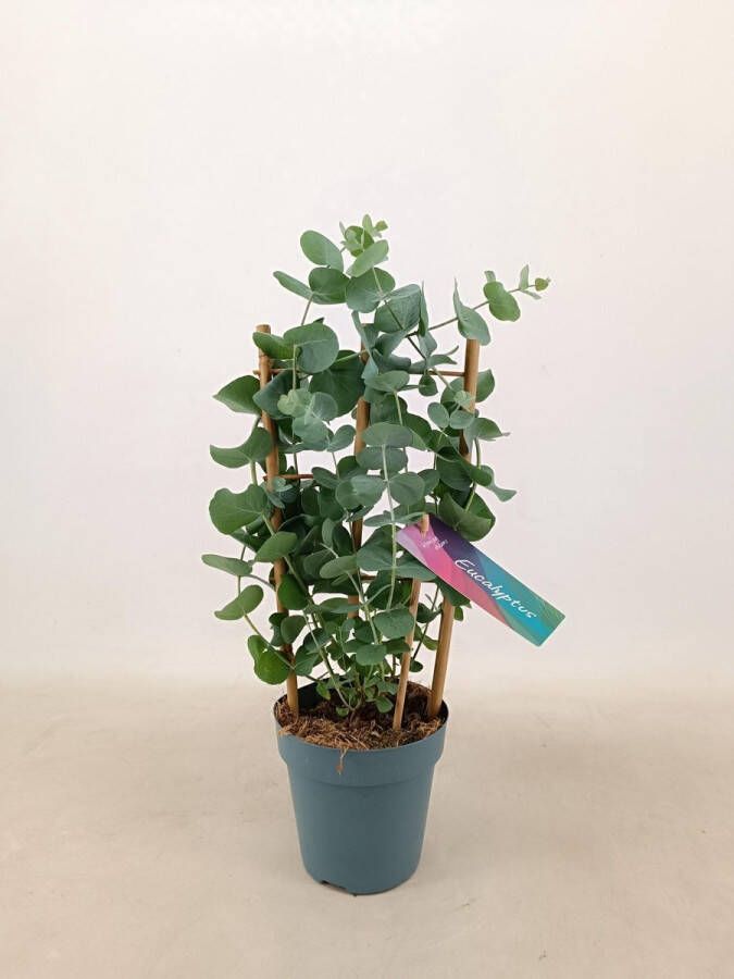 BOTANICLY Loofboom – Eucalyptus (Eucalyptus) – Hoogte: 40 cm – van