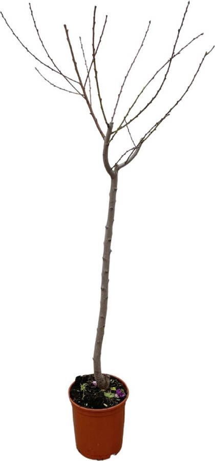 BOTANICLY Loofboom – Walnoot (Juglans walnoot) – Hoogte: 170 cm – van