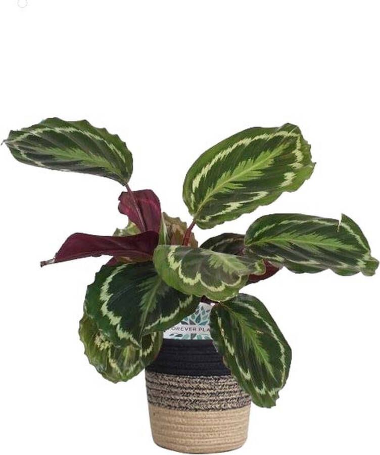 BOTANICLY Marantaceae (Calathea Medaillon) met bloempot – Hoogte: 60 cm – Kamerplant van