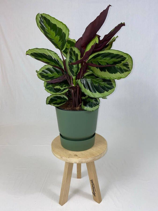 BOTANICLY Marantaceae (Calathea Medaillon) met bloempot – Hoogte: 80 cm – Kamerplant van