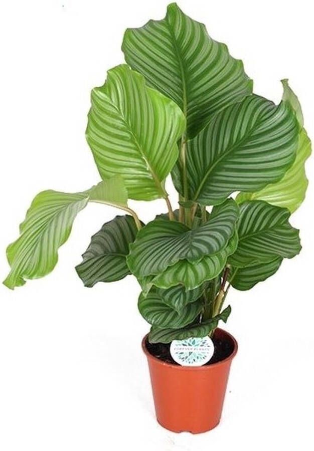 BOTANICLY Marantaceae (Calathea orbifolia) – Hoogte: 60 cm – Kamerplant van