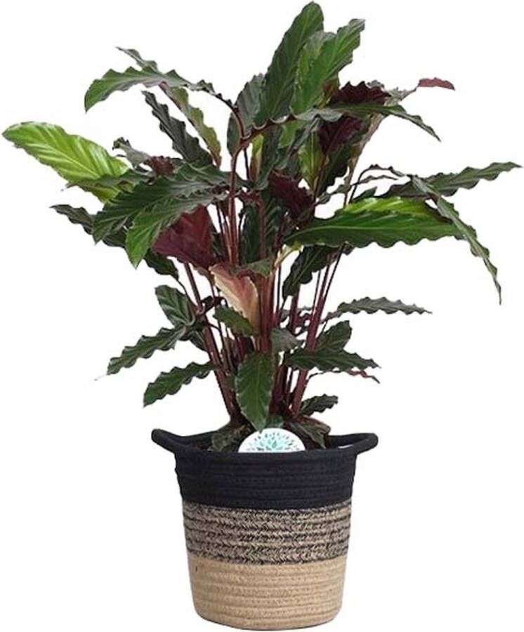 BOTANICLY Marantaceae (Calathea Rufibarba) met bloempot – Hoogte: 60 cm – Kamerplant van