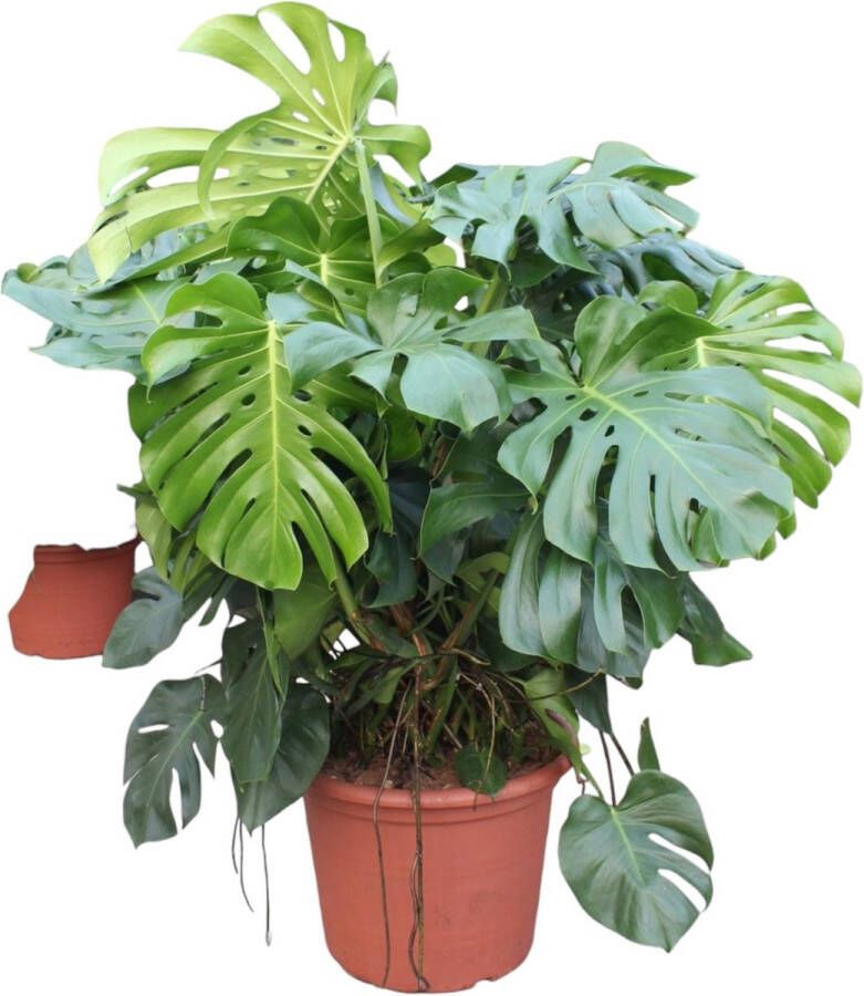 BOTANICLY Monstera – Gatenplant (Monstera Deliciosa) – Hoogte: 130 cm – van