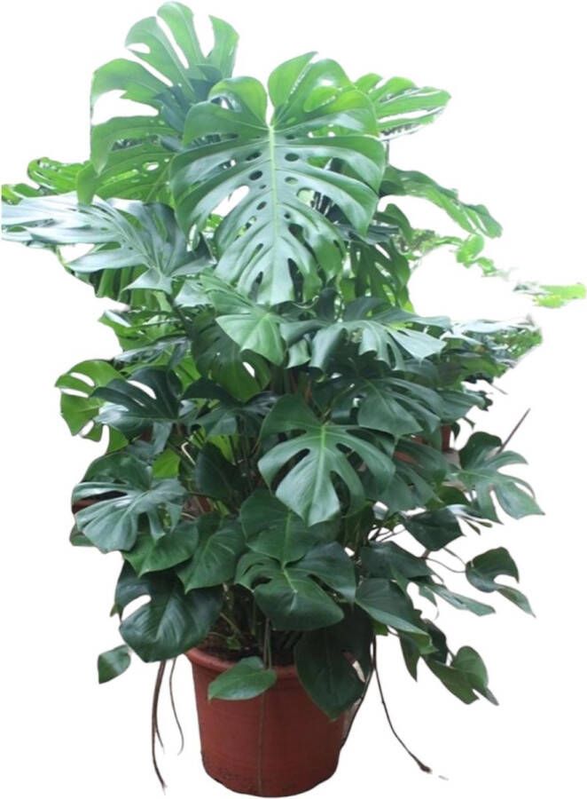 BOTANICLY Monstera – Gatenplant (Monstera Deliciosa) – Hoogte: 200 cm – van