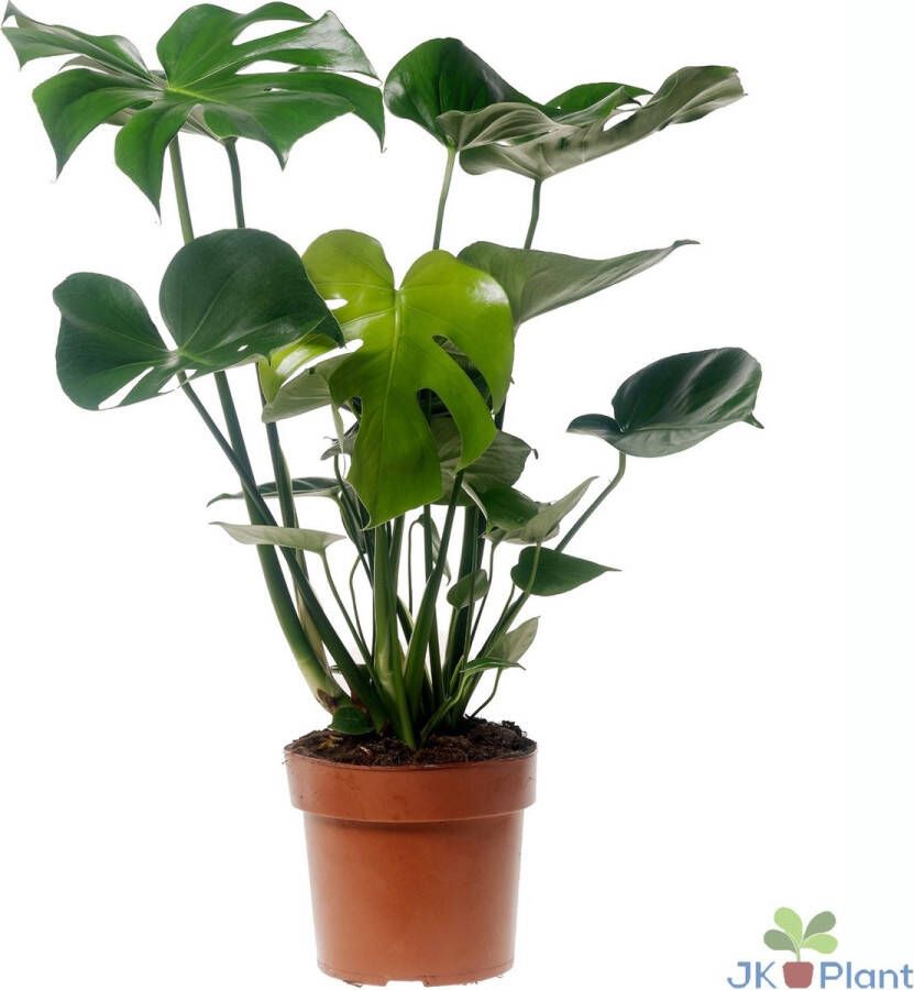 BOTANICLY Monstera – Gatenplant (Monstera Deliciosa) – Hoogte: 55 cm – van