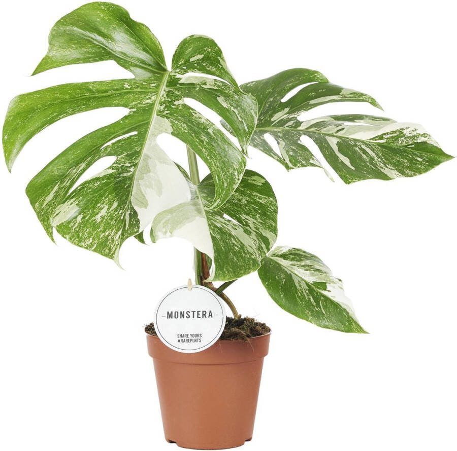 BOTANICLY Monstera – Gatenplant (Monstera Deliciosa) met bloempot – Hoogte: 45 cm – van