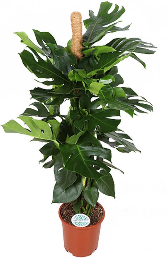 BOTANICLY Monstera – Gatenplant (Monstera) – Hoogte: 27 cm – van