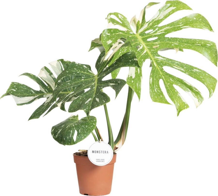 BOTANICLY Monstera – Gatenplant (Monstera) – Hoogte: 75 cm – van