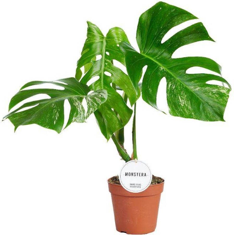BOTANICLY Monstera – Gatenplant (Monstera) met bloempot – Hoogte: 45 cm – van
