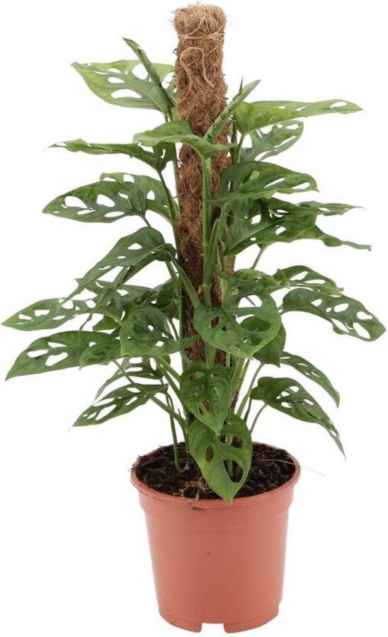 BOTANICLY Monstera – Gatenplant (Monstera) met bloempot – Hoogte: 60 cm – van