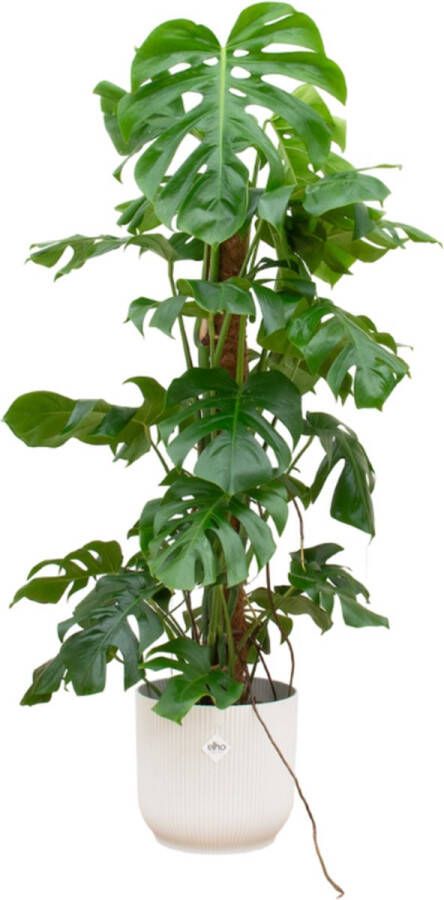 BOTANICLY Monstera (Monstera Pertusum) met bloempot – Hoogte: 120 cm – van